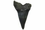 Fossil White Shark Tooth - South Carolina #332418-1